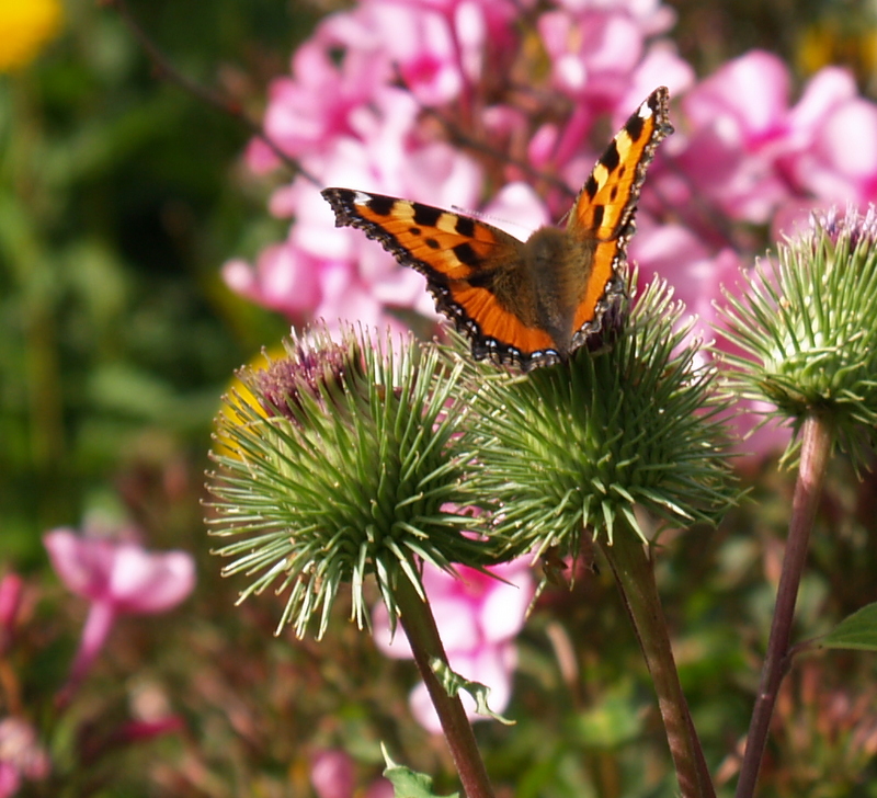 Schmetterling, du kleines Ding...