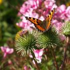 Schmetterling, du kleines Ding...