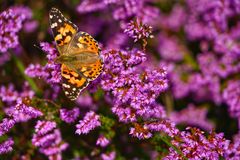 Schmetterling Du kleines Ding! 