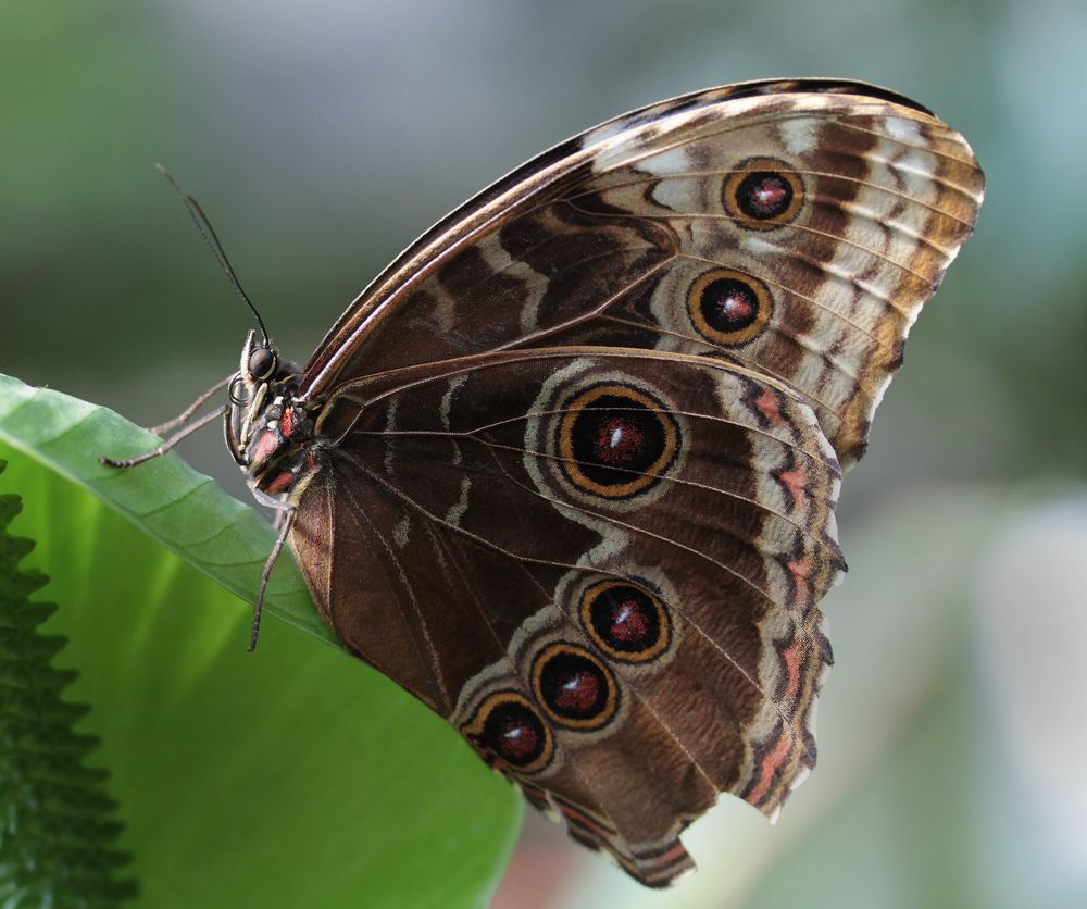 Schmetterling du kleines Ding.....