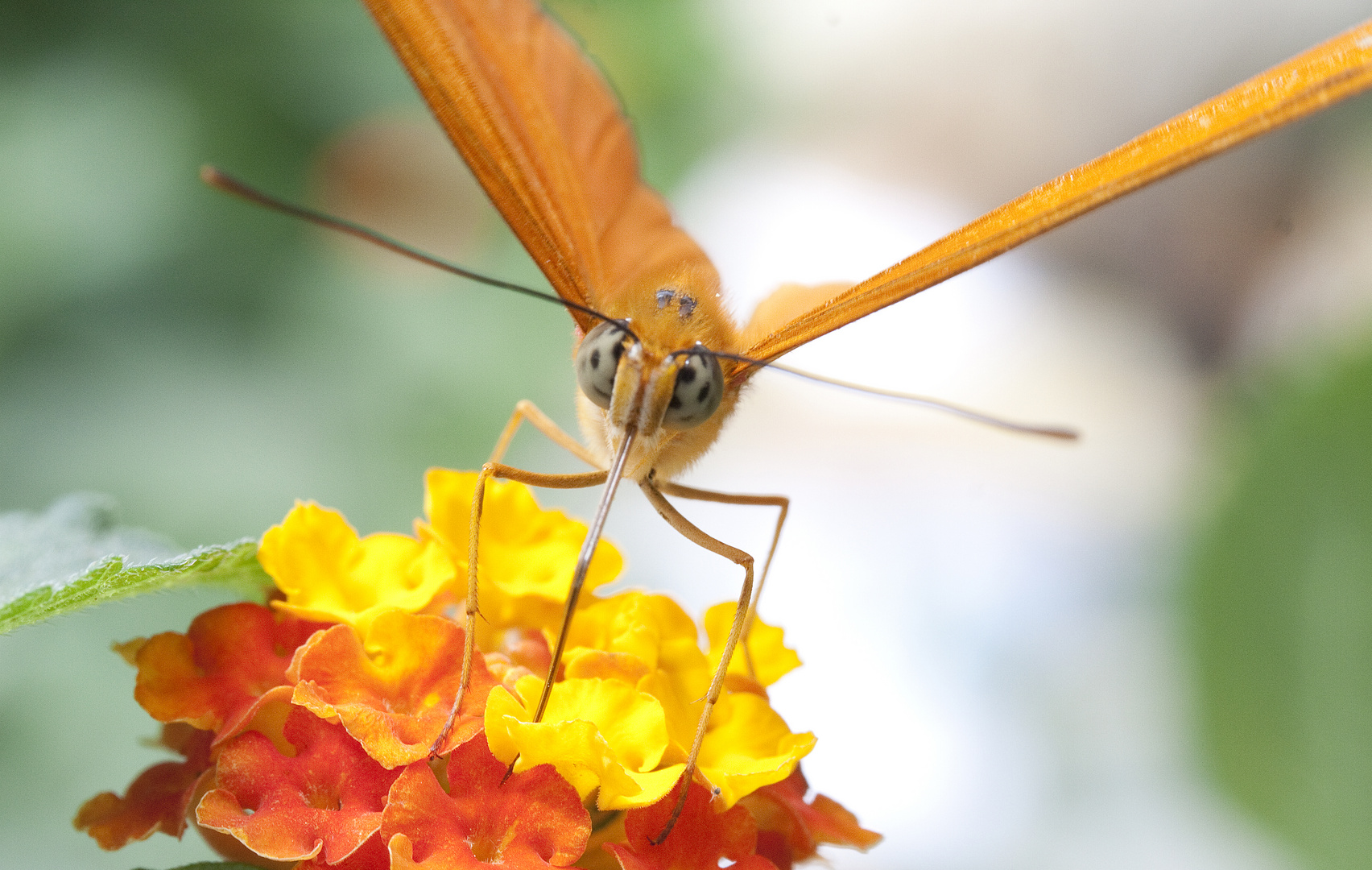 Schmetterling du kleines Ding...