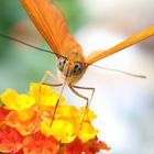 Schmetterling du kleines Ding...