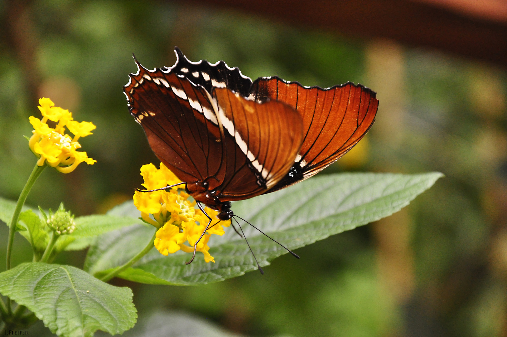 Schmetterling Du schönes Ding ;-)