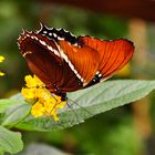 Schmetterling Du schönes Ding ;-)