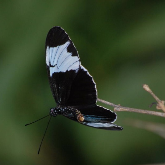 Schmetterling du schönes Ding...