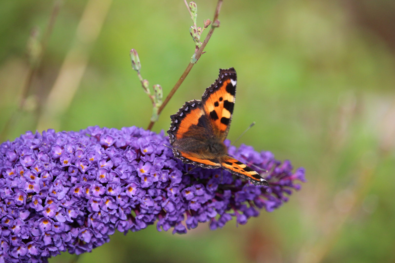 Schmetterling