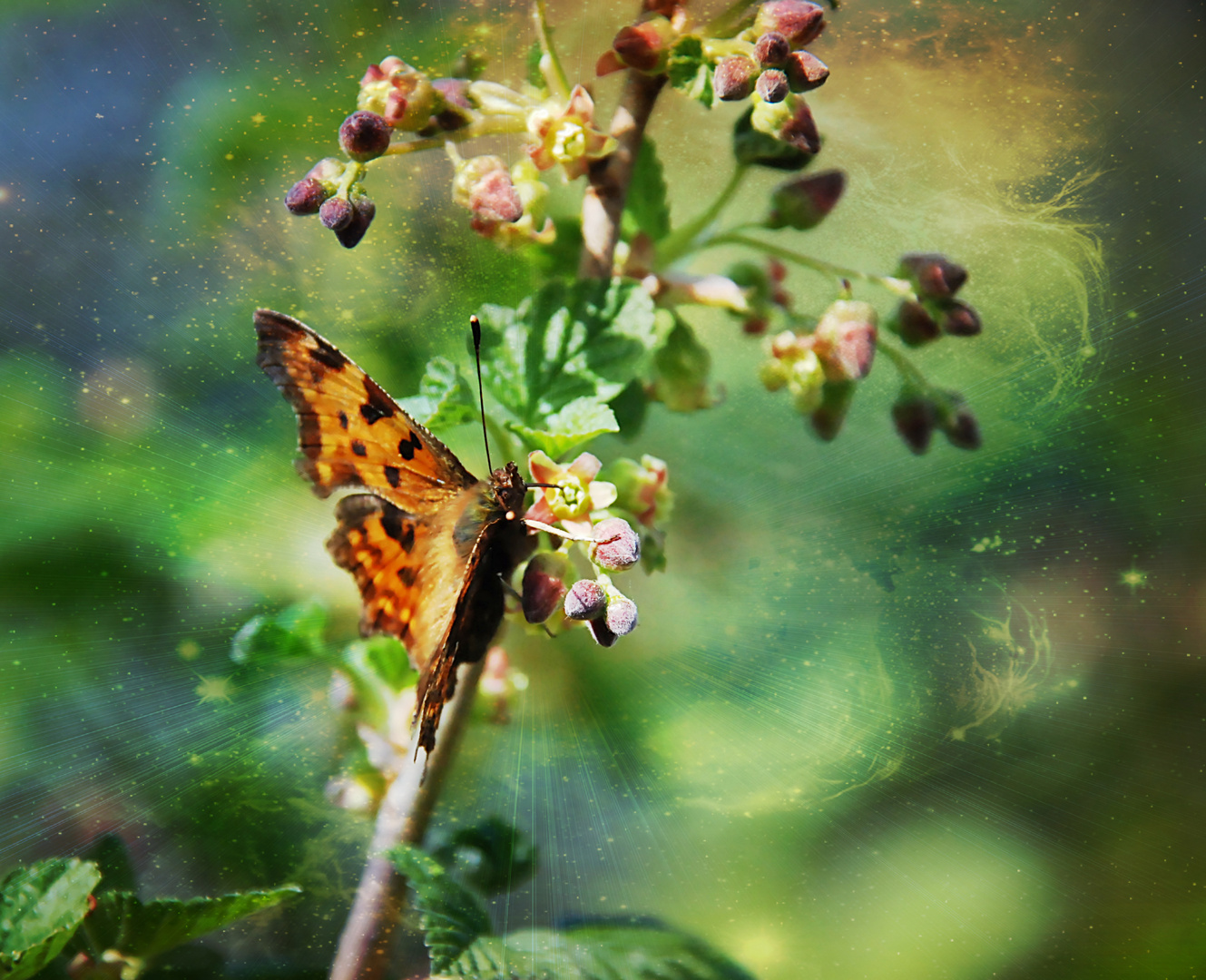 Schmetterling