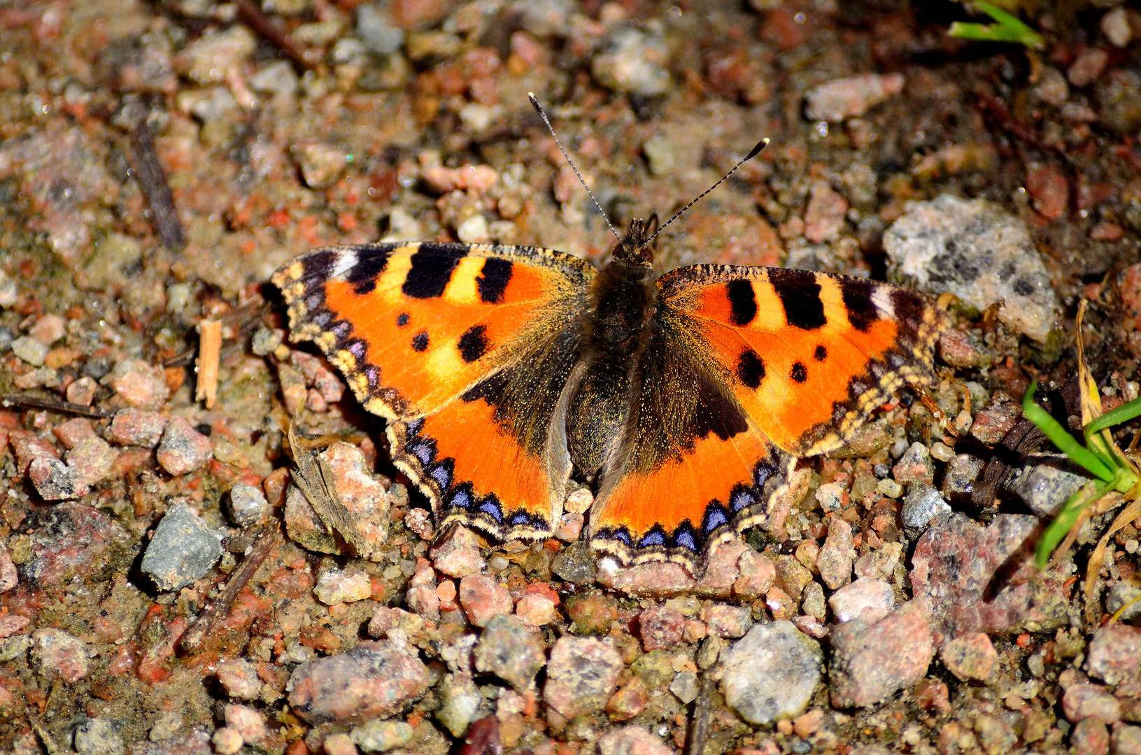 Schmetterling