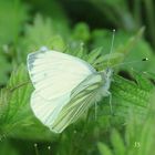 Schmetterling