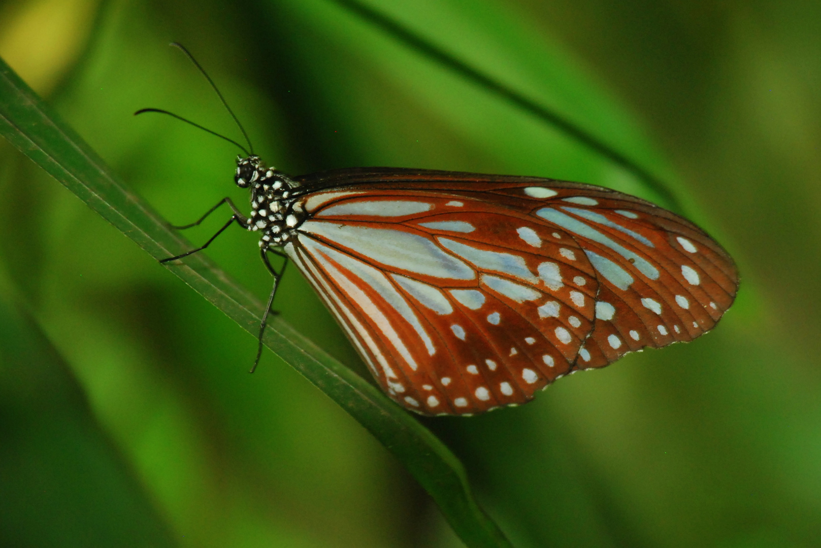 Schmetterling