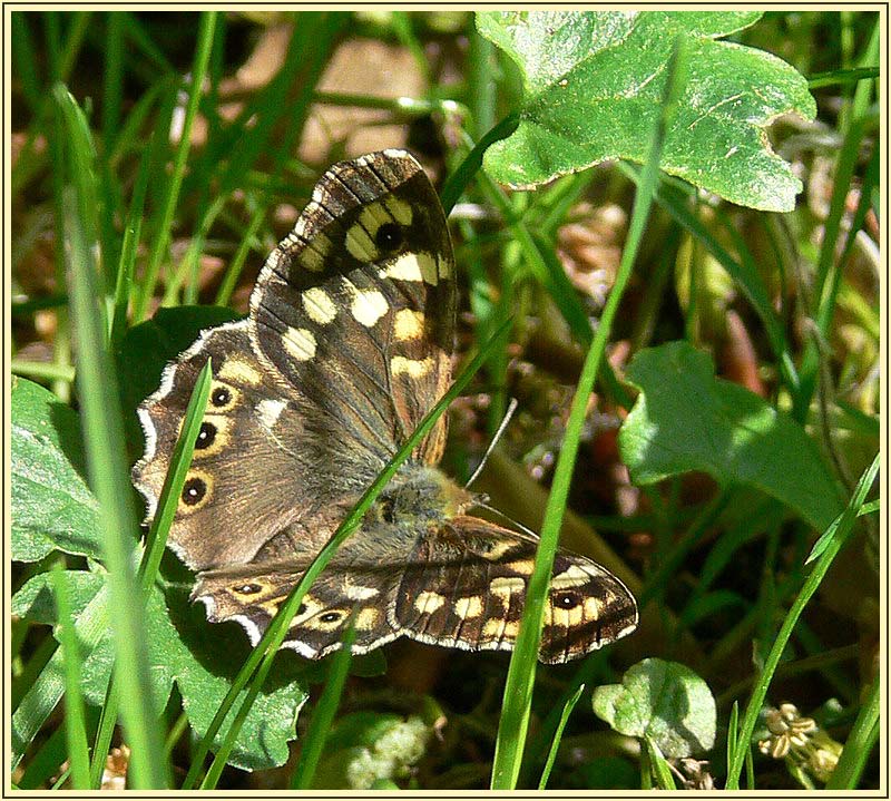 Schmetterling