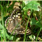 Schmetterling