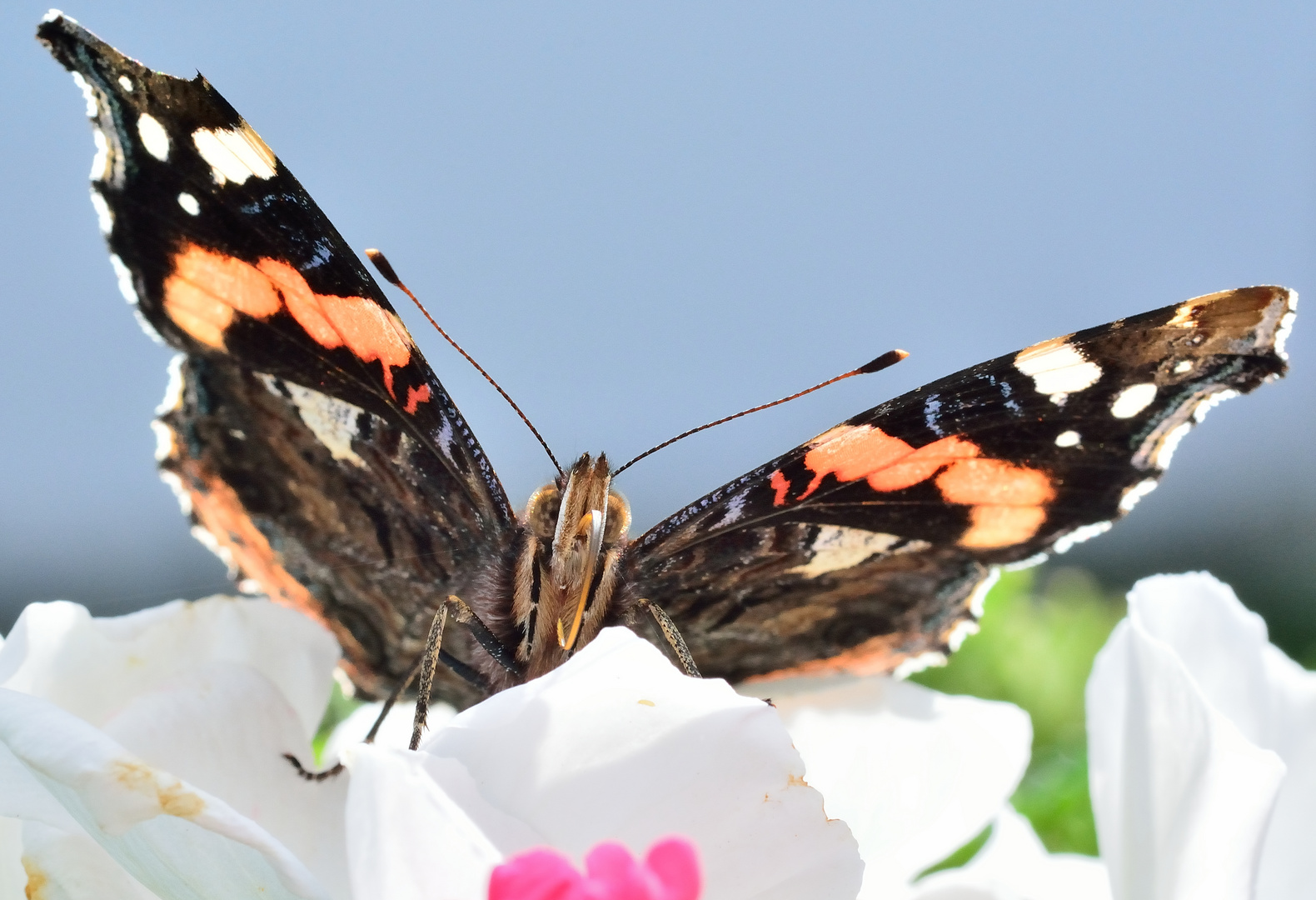 Schmetterling