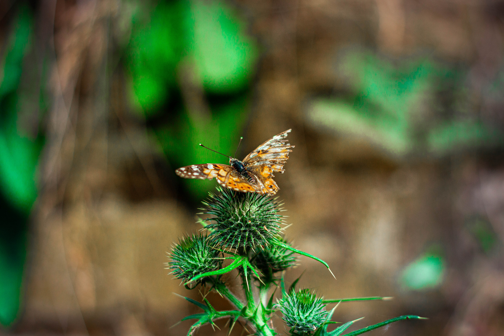 Schmetterling