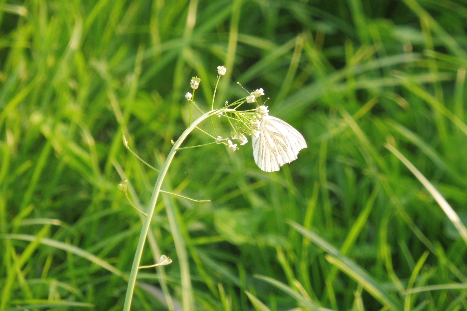 Schmetterling