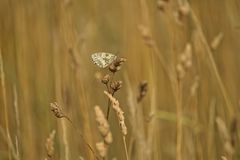 Schmetterling  