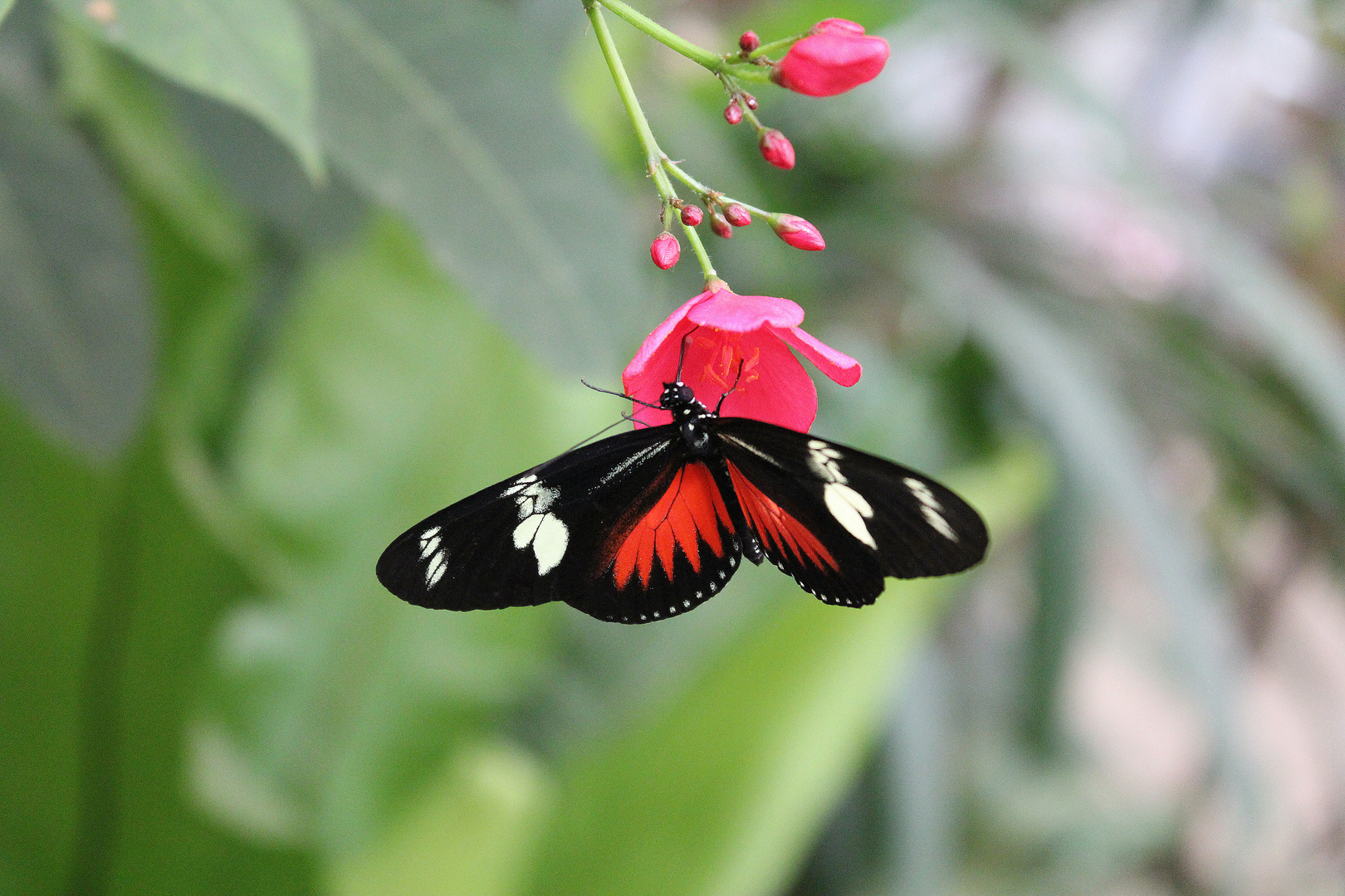 Schmetterling