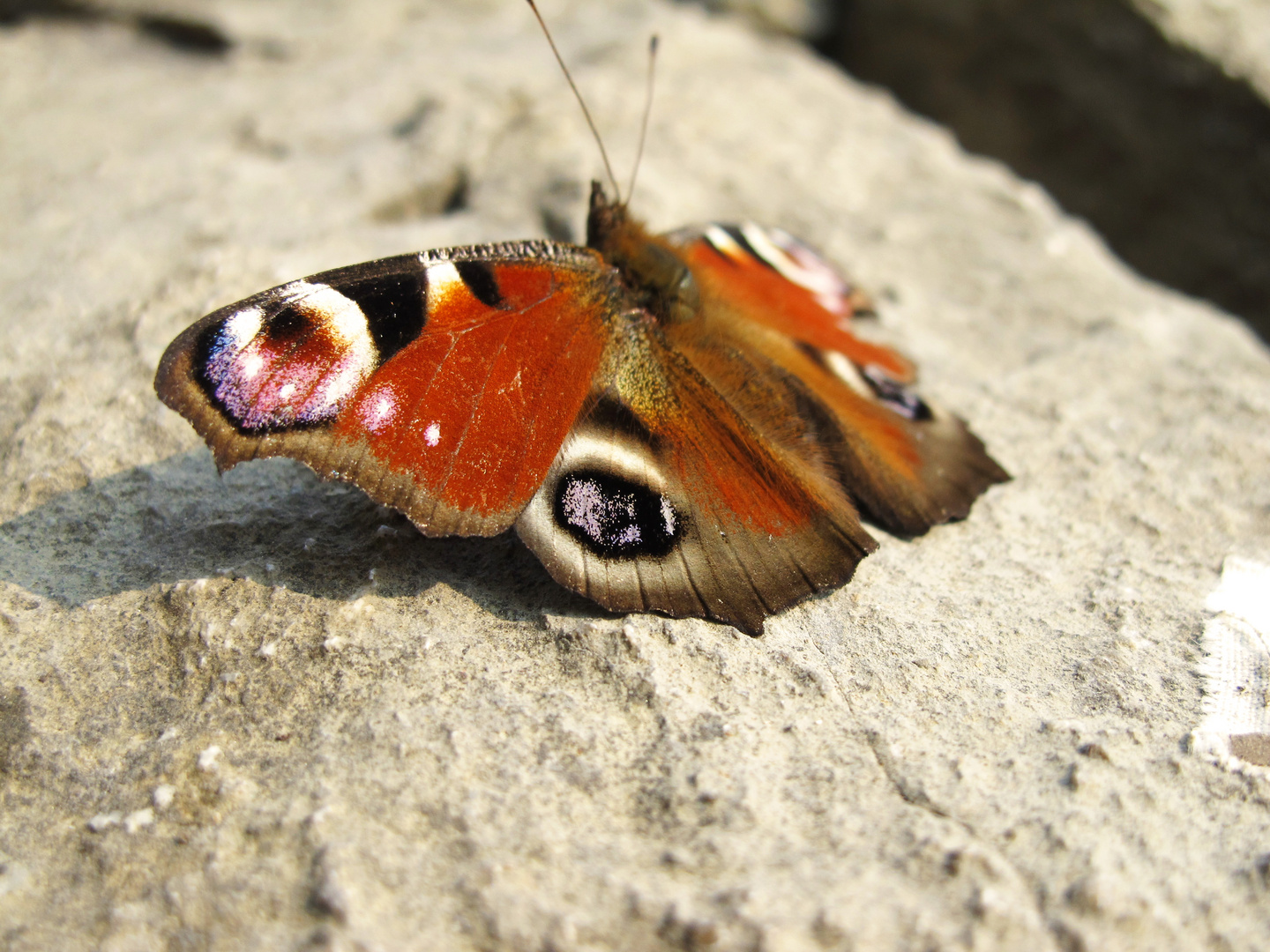 Schmetterling