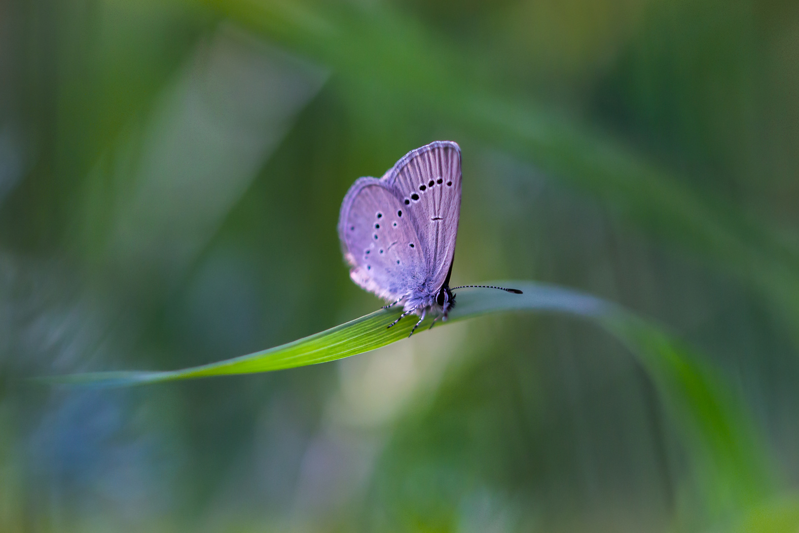 SCHMETTERLING