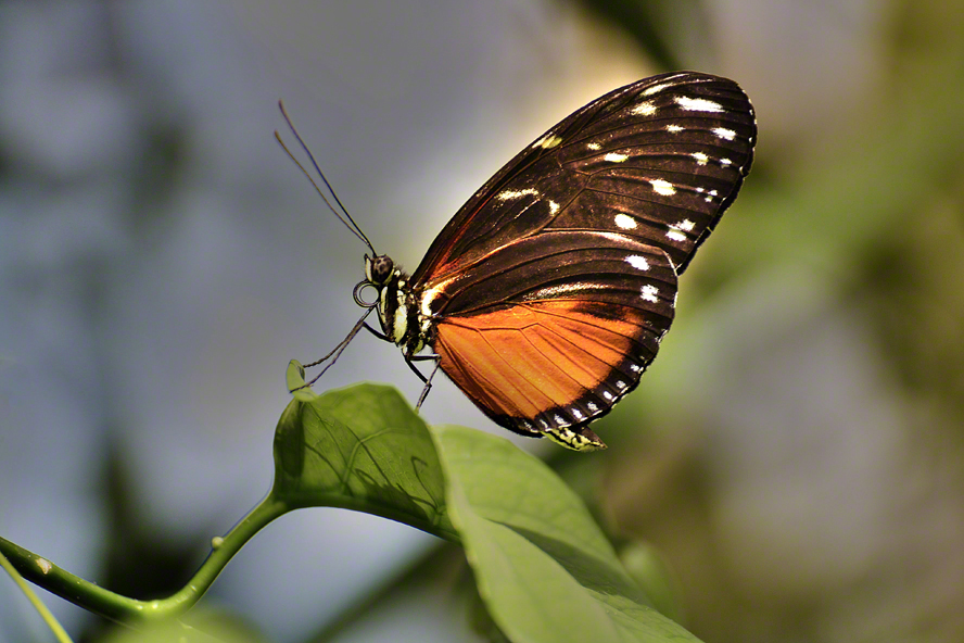 Schmetterling