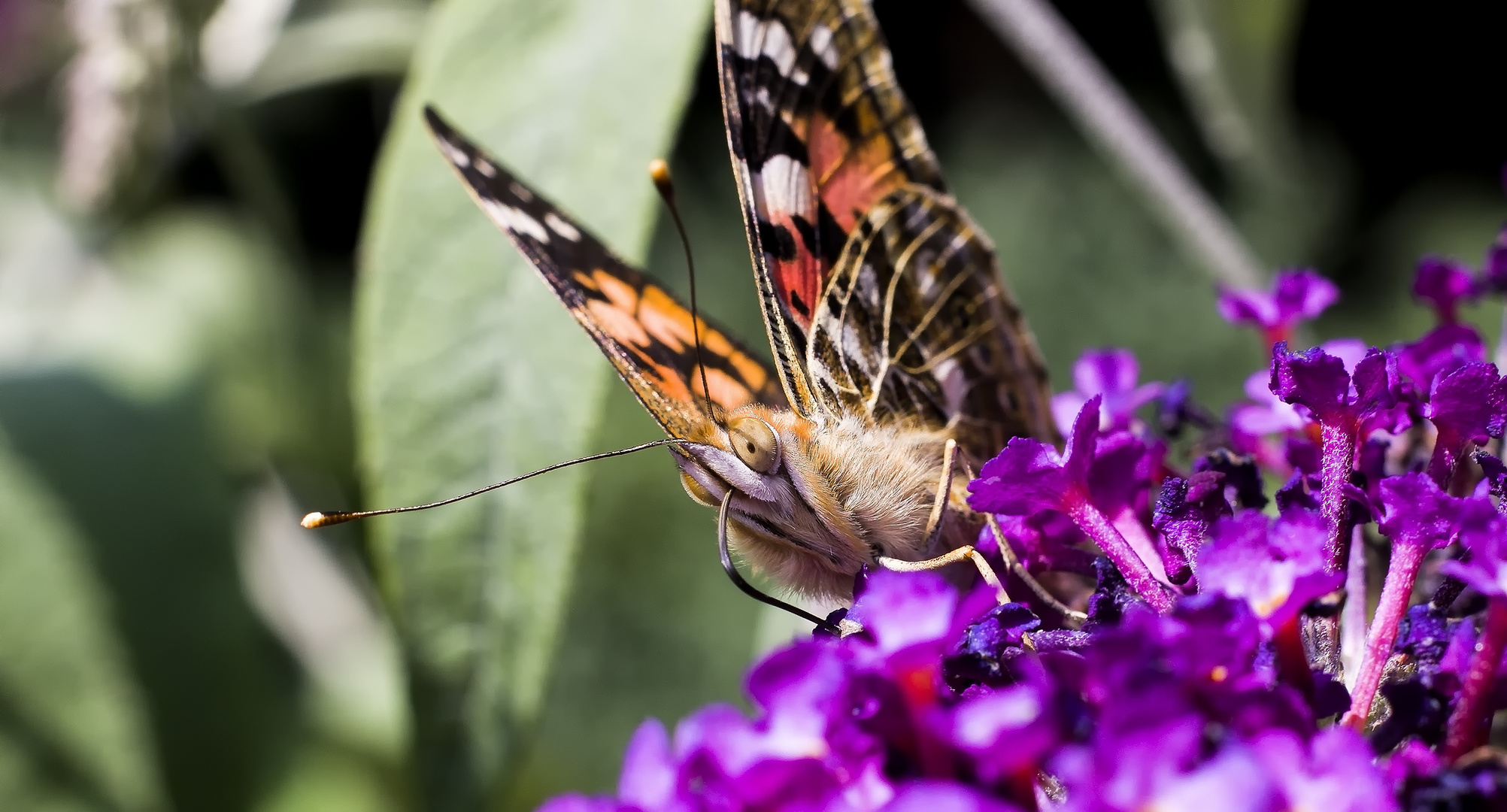 Schmetterling