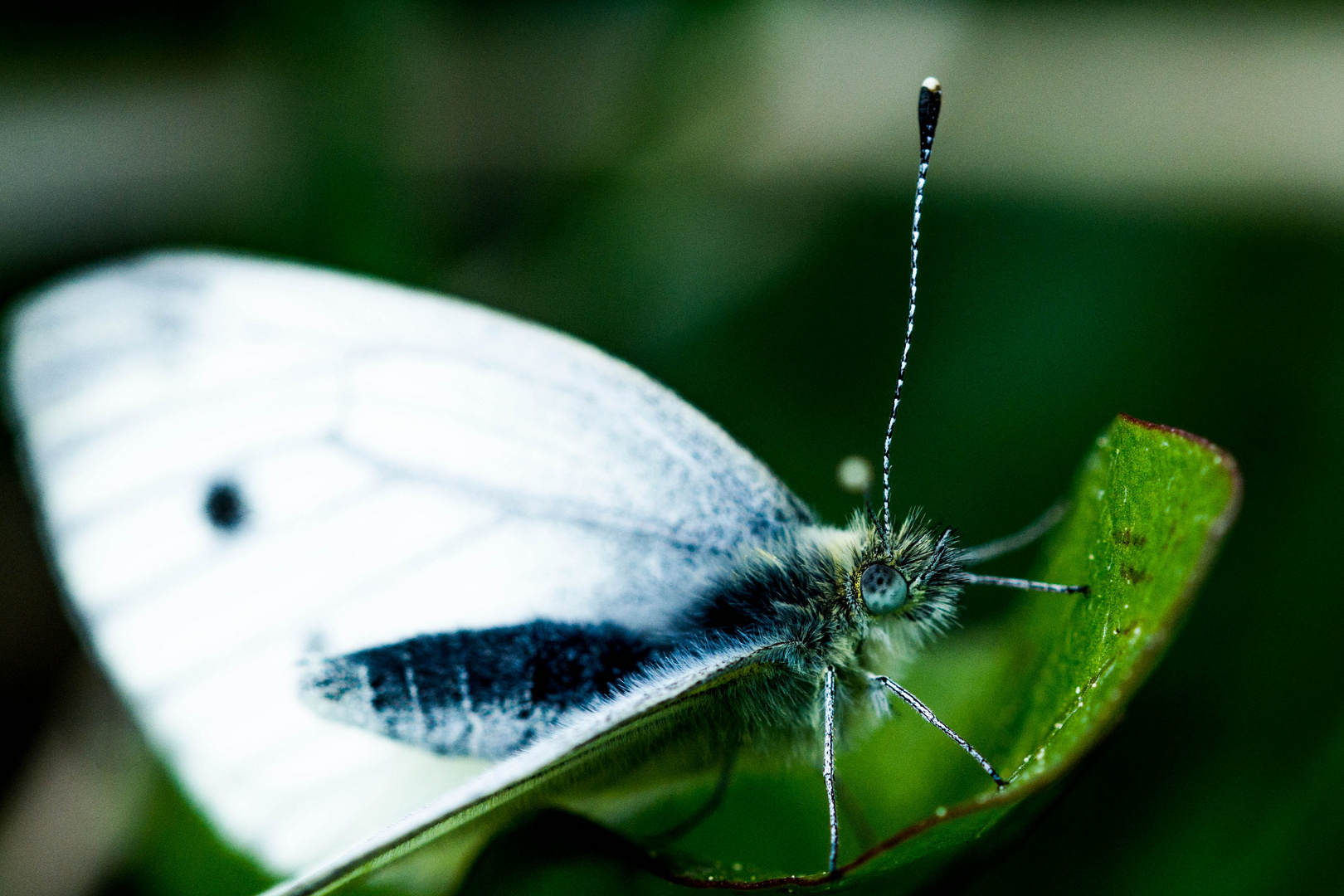 Schmetterling