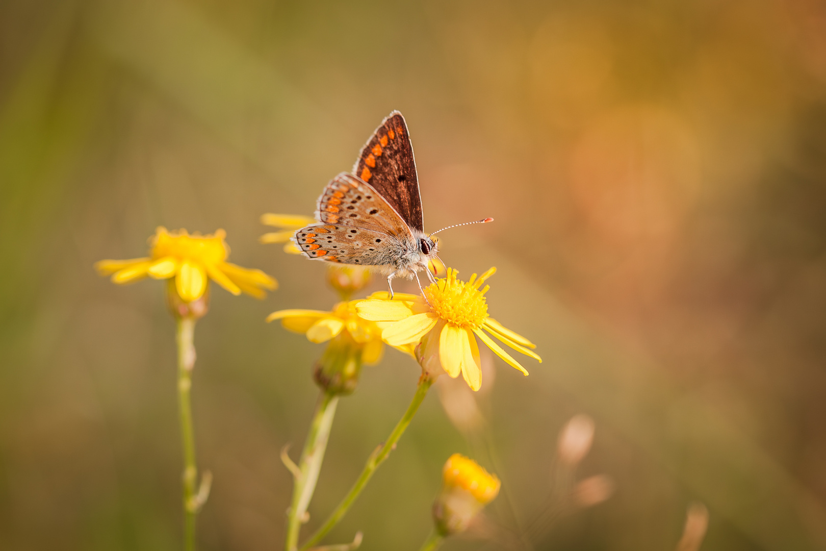 Schmetterling