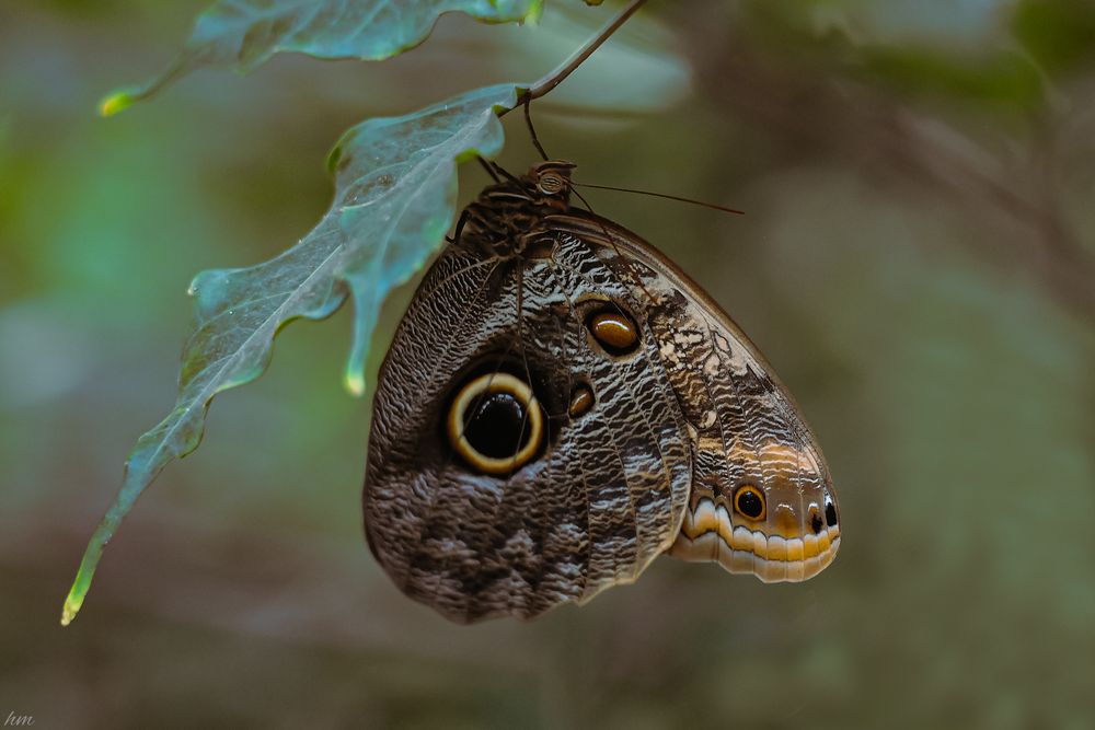 Schmetterling