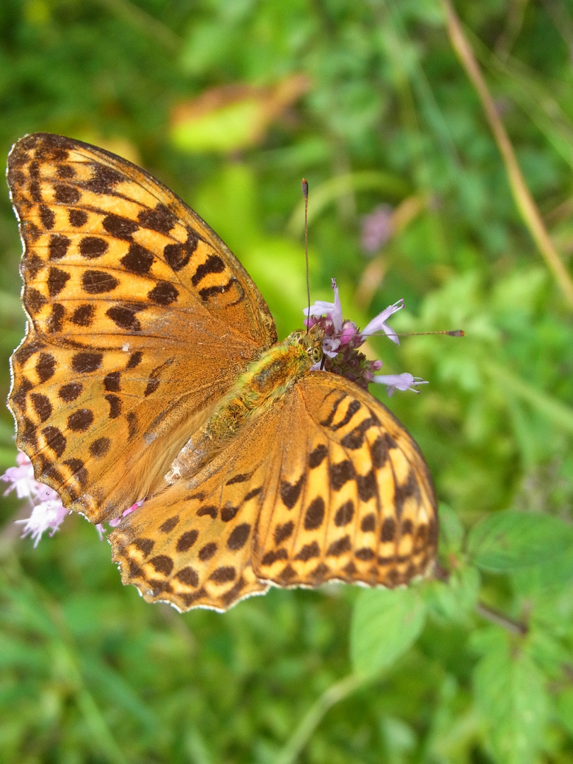 Schmetterling