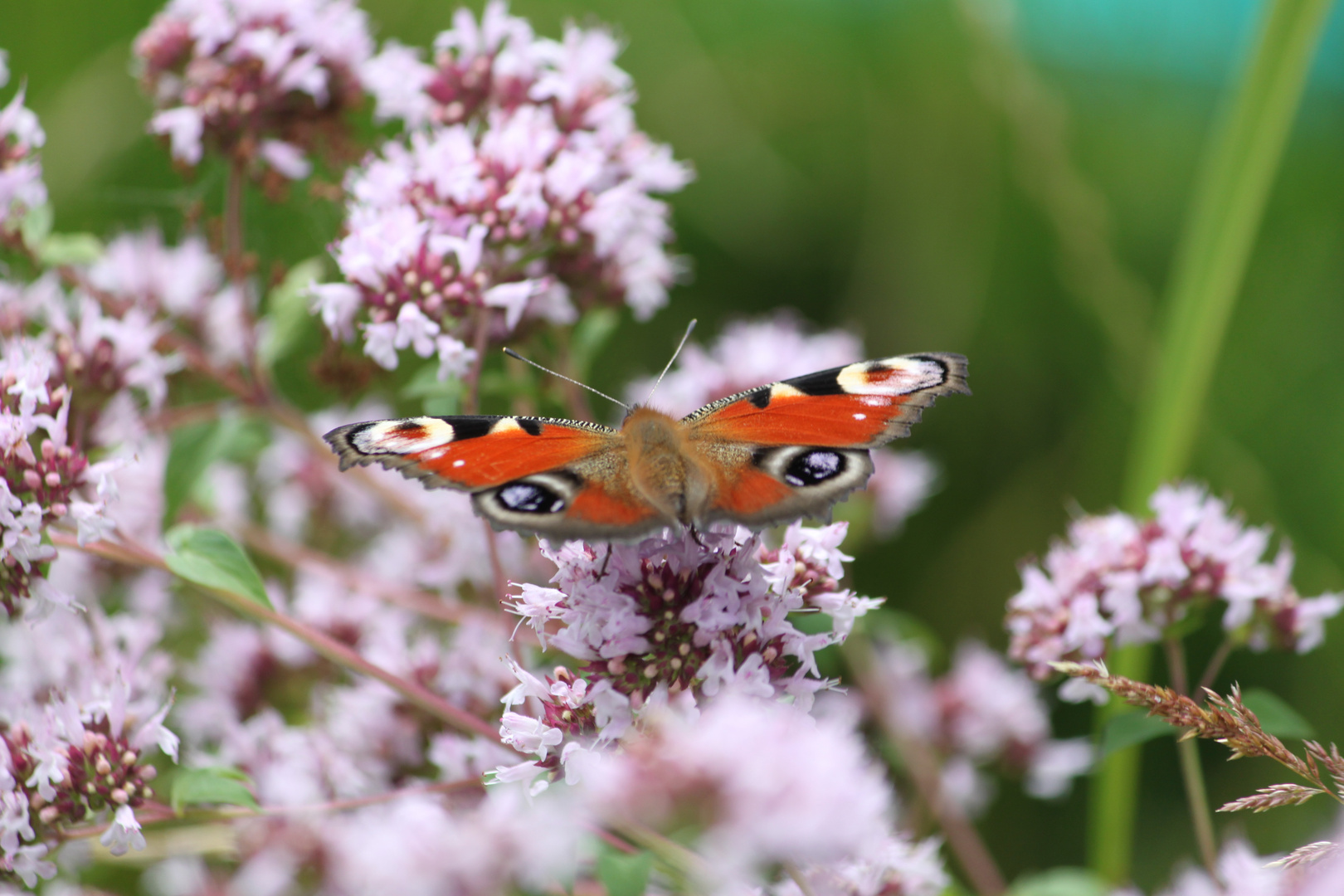 Schmetterling...