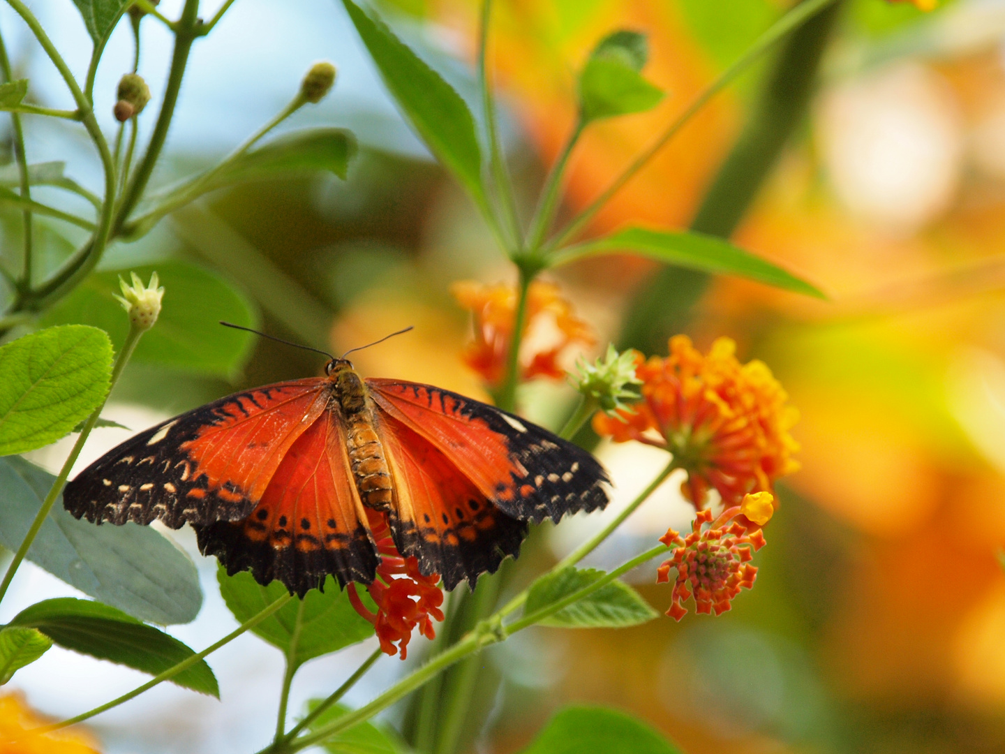 Schmetterling