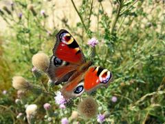 Schmetterling