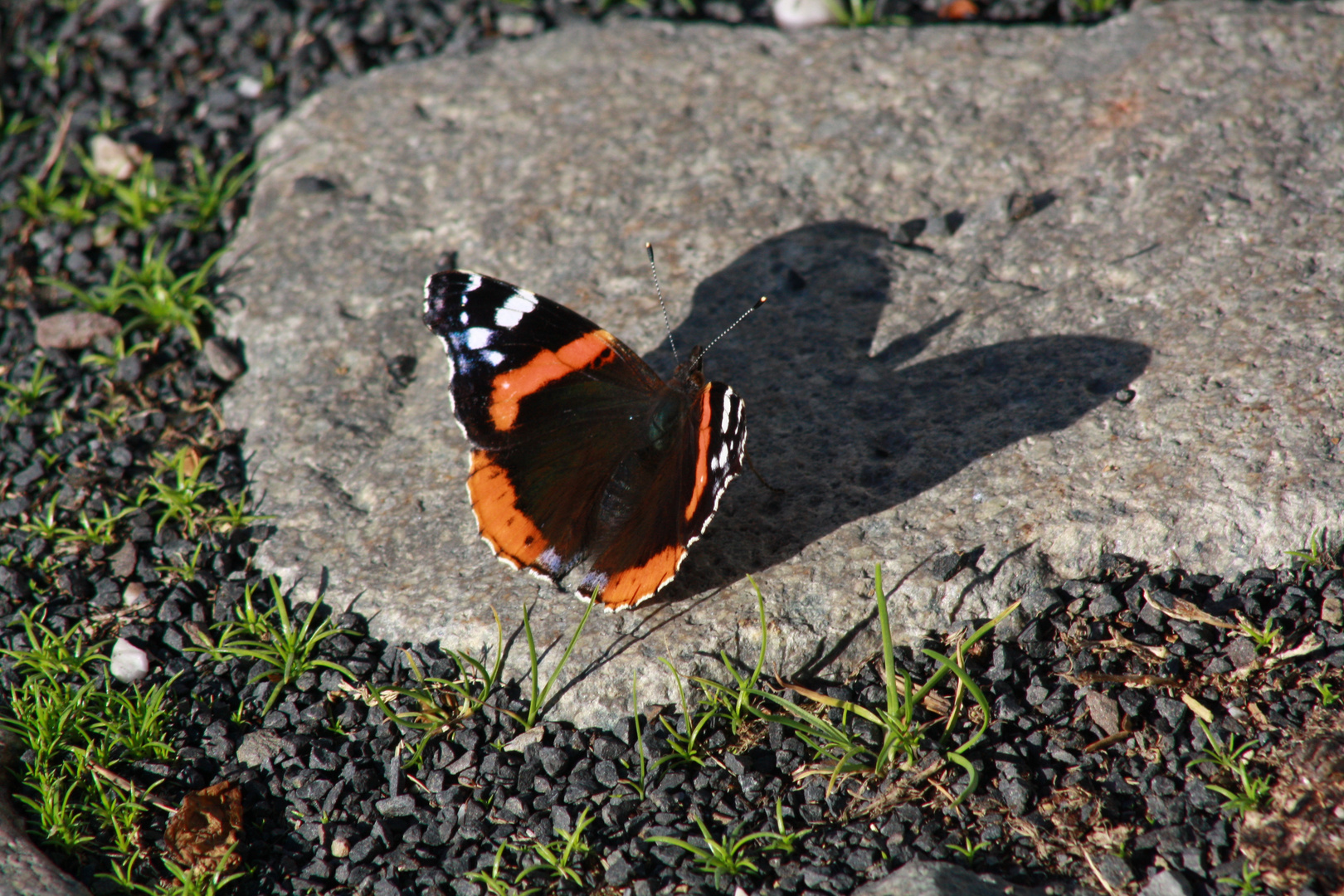 Schmetterling