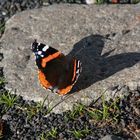 Schmetterling