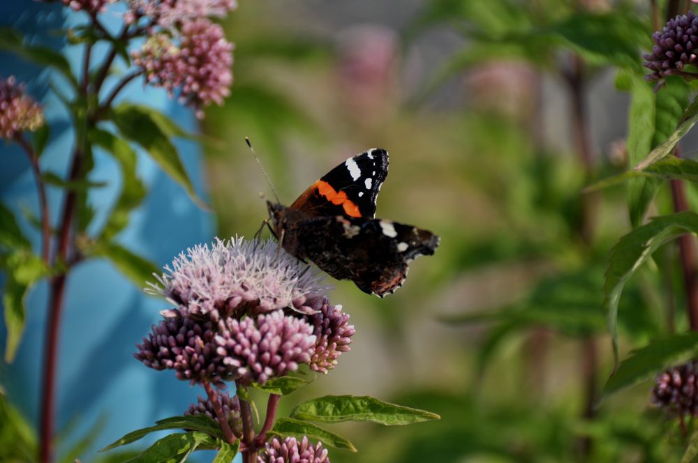 Schmetterling