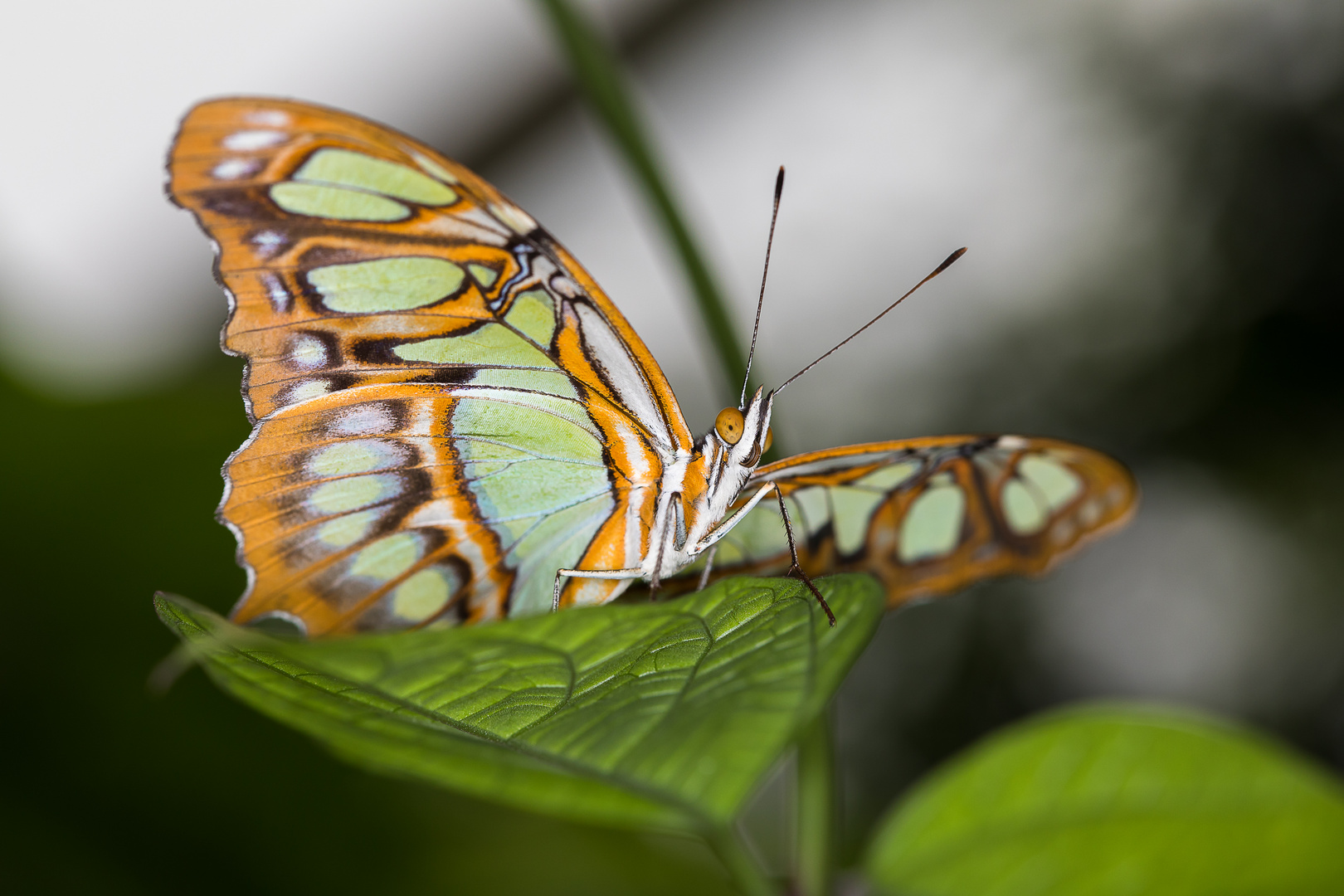 schmetterling