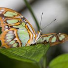 schmetterling