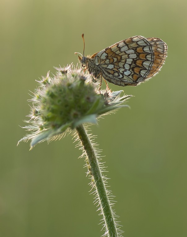 Schmetterling