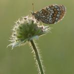 Schmetterling