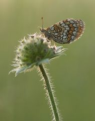 Schmetterling