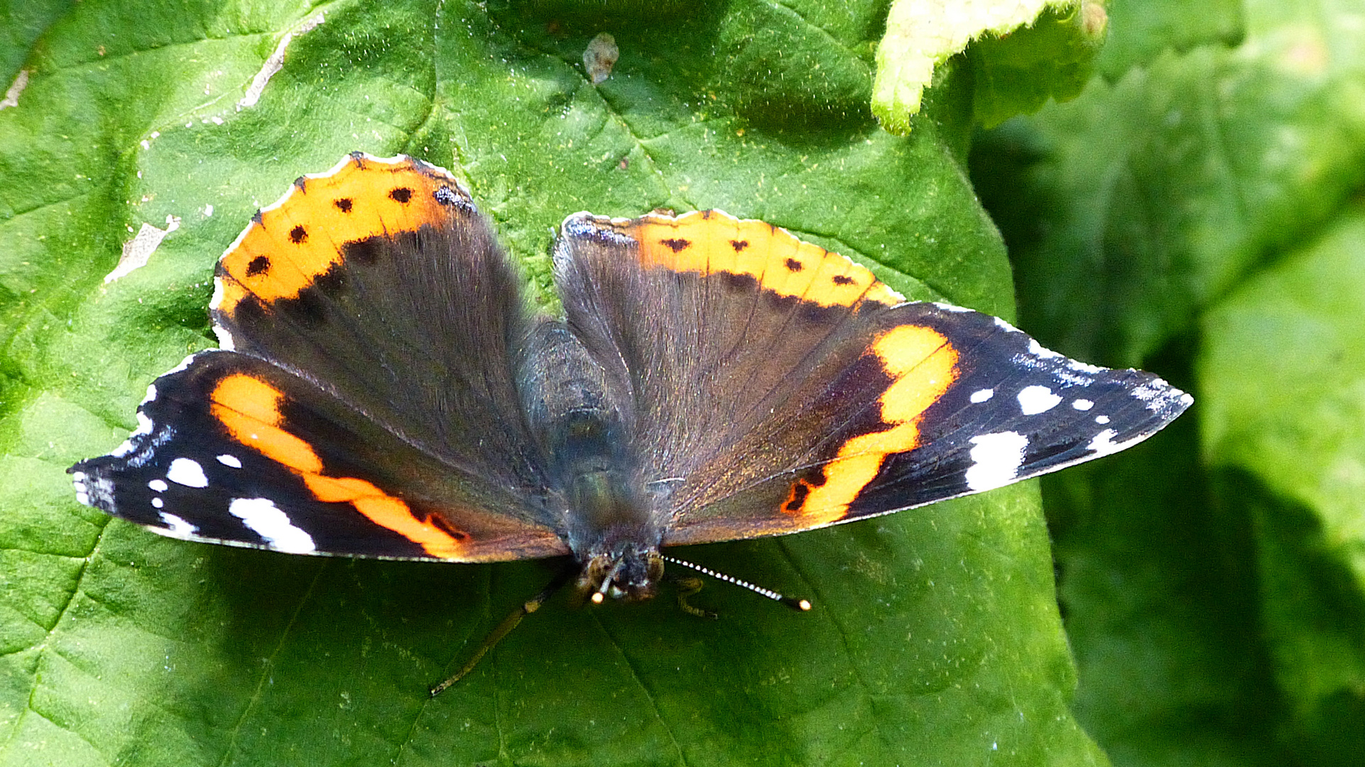 Schmetterling 