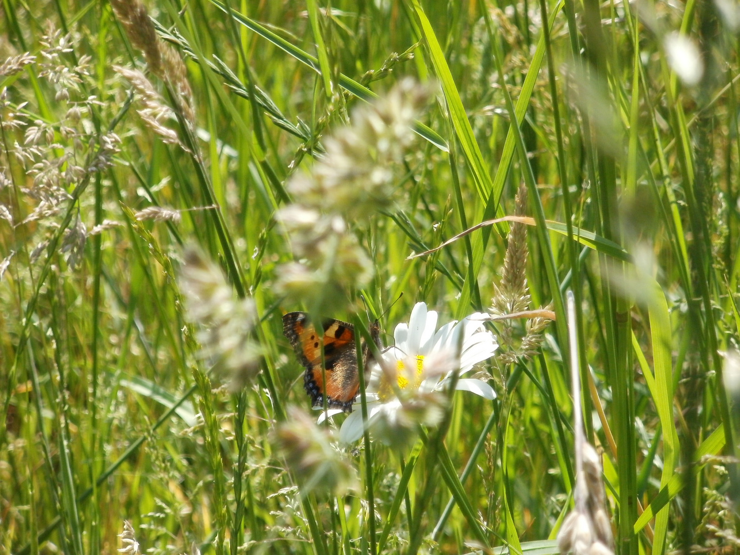 schmetterling