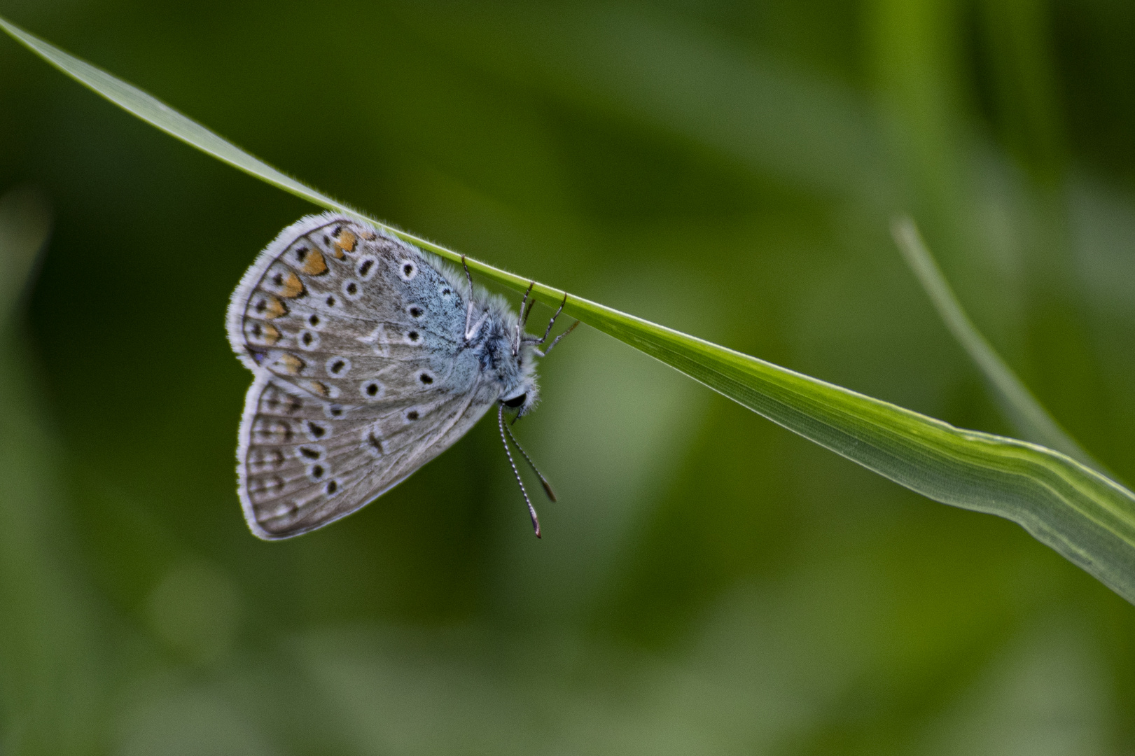 Schmetterling