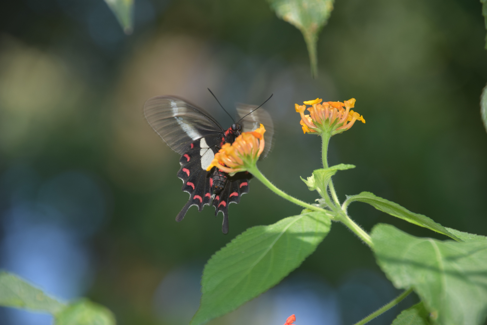 Schmetterling