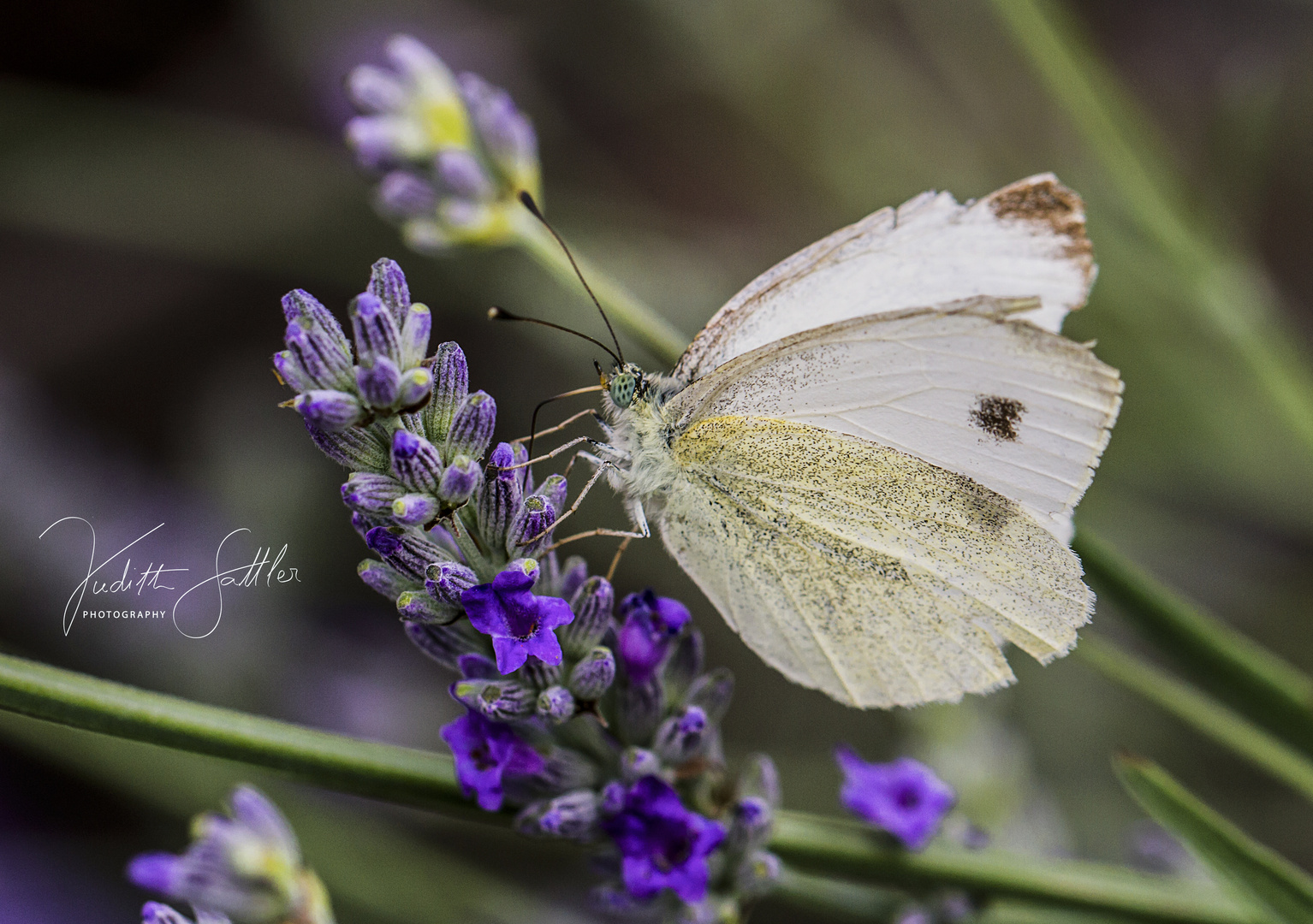 schmetterling