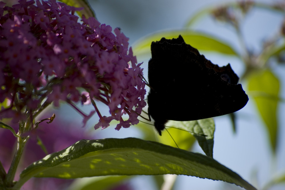 Schmetterling