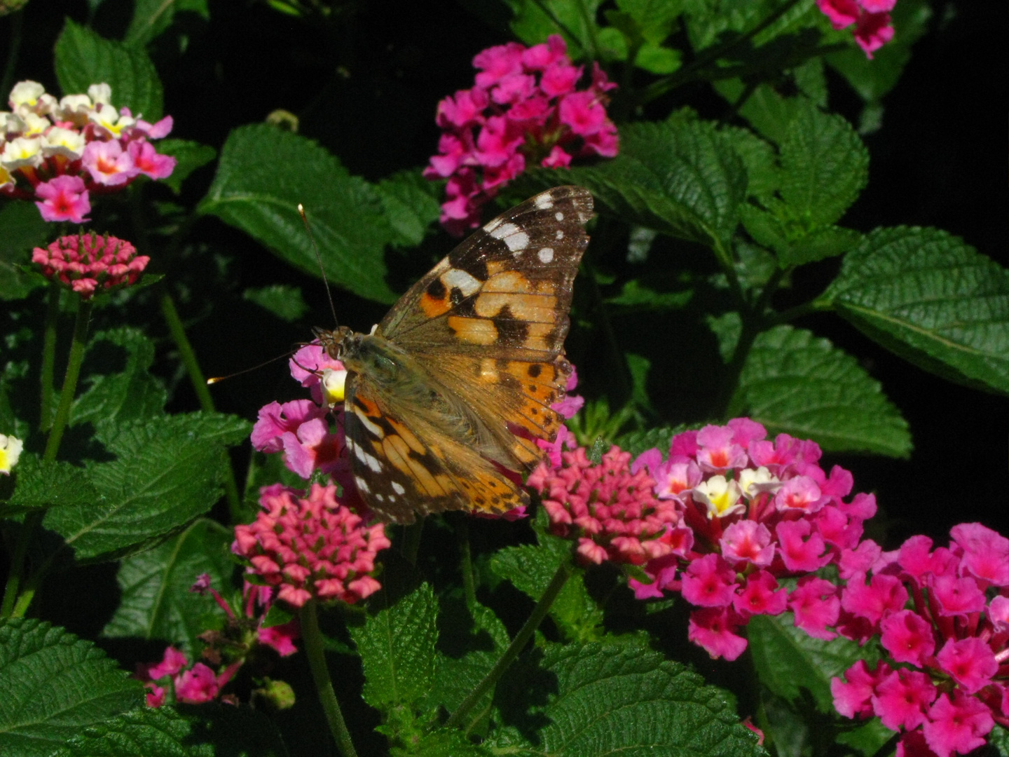 Schmetterling