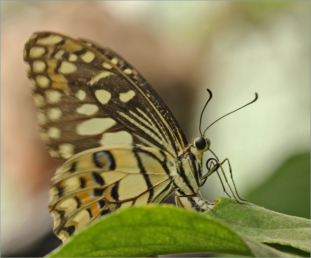 Schmetterling..