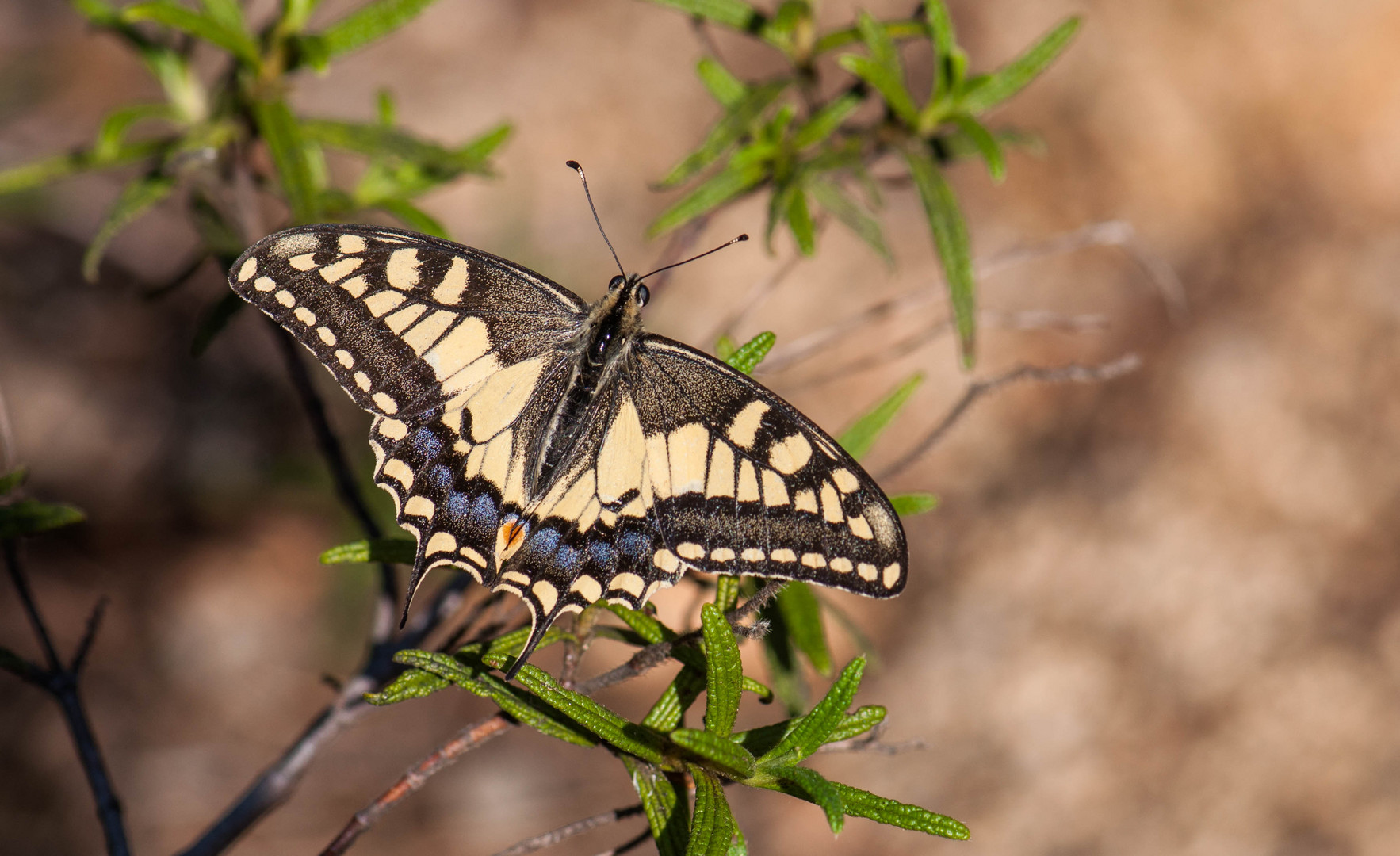 Schmetterling