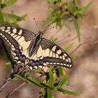 Schmetterling